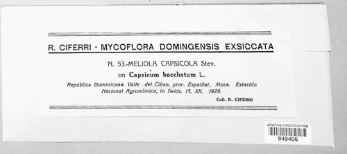 Meliola capsicola image